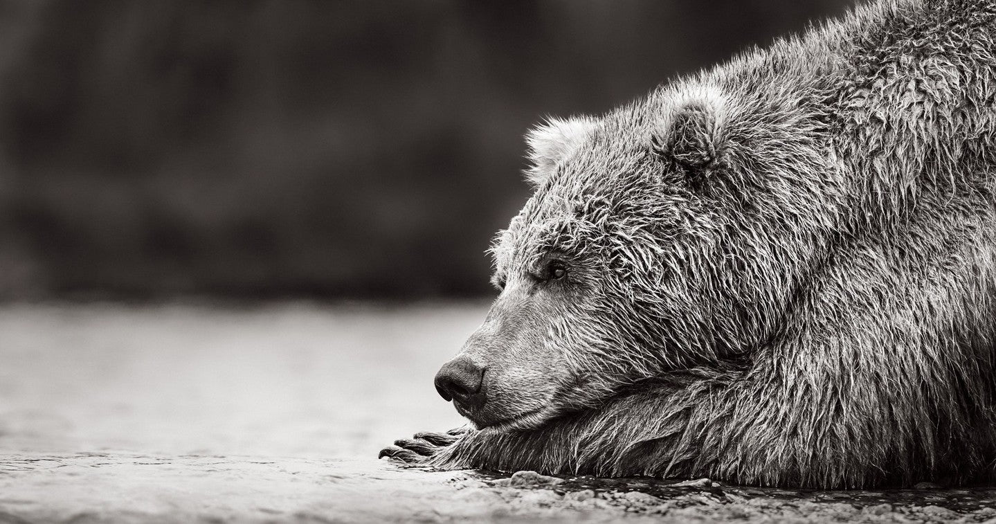 Bear contemplation water