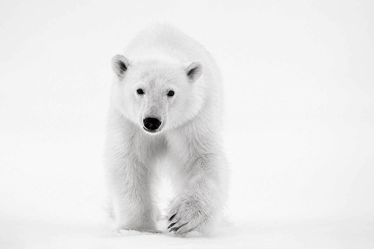 Curious polar bear