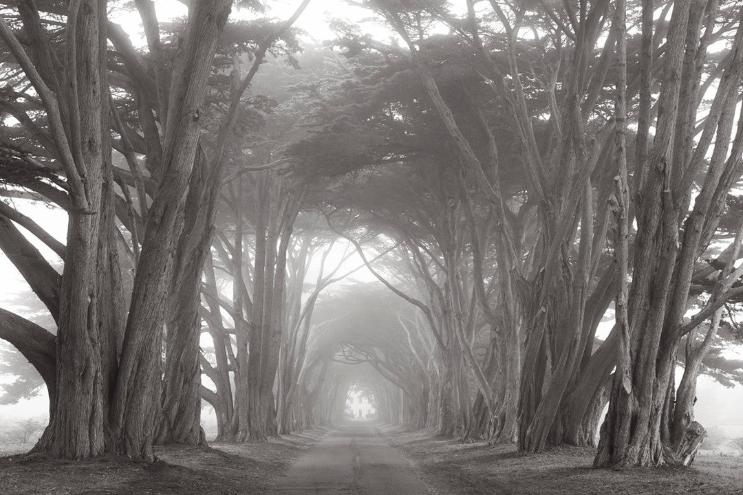 Cypress avenue mist
