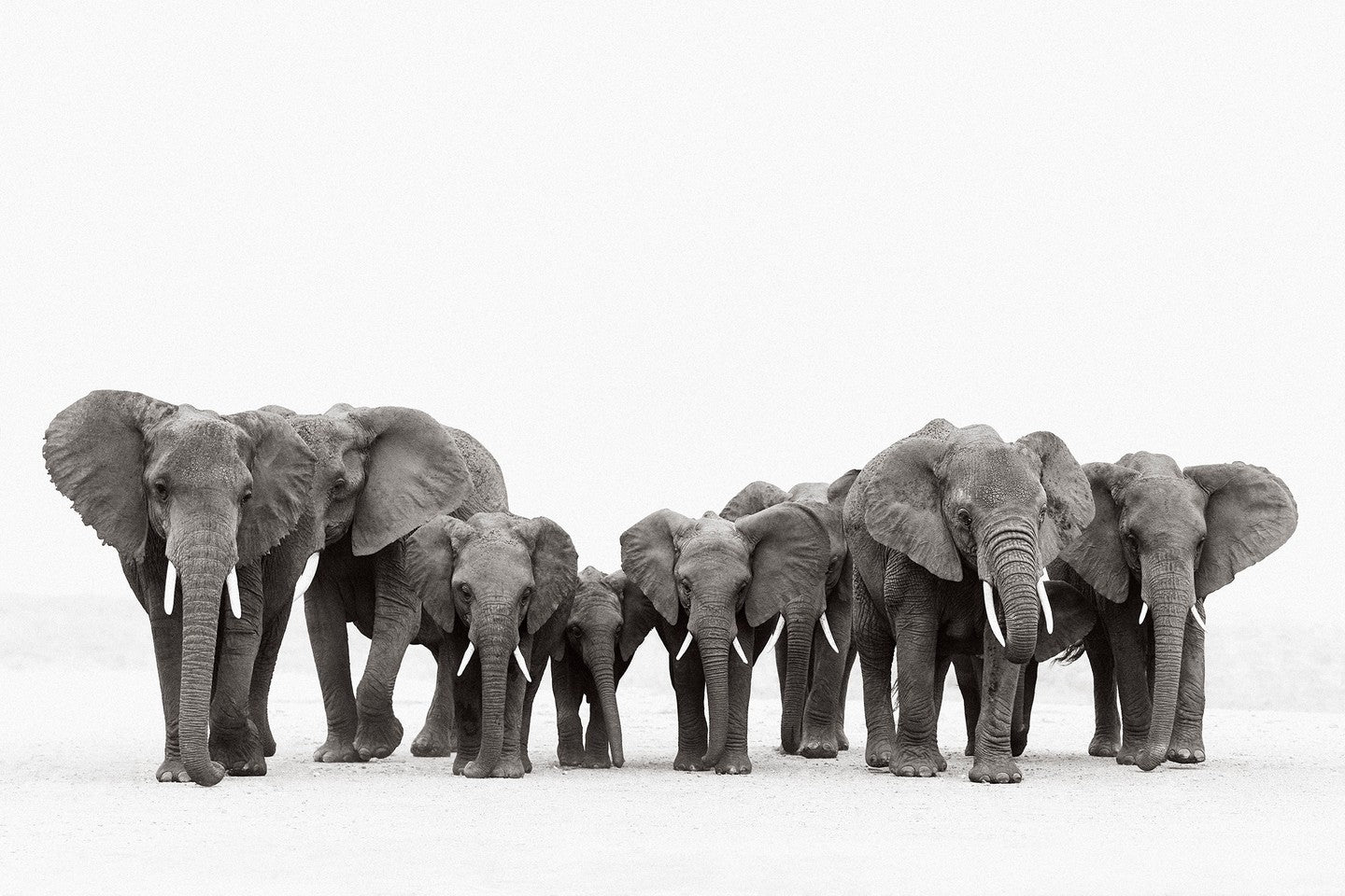 Elephant family