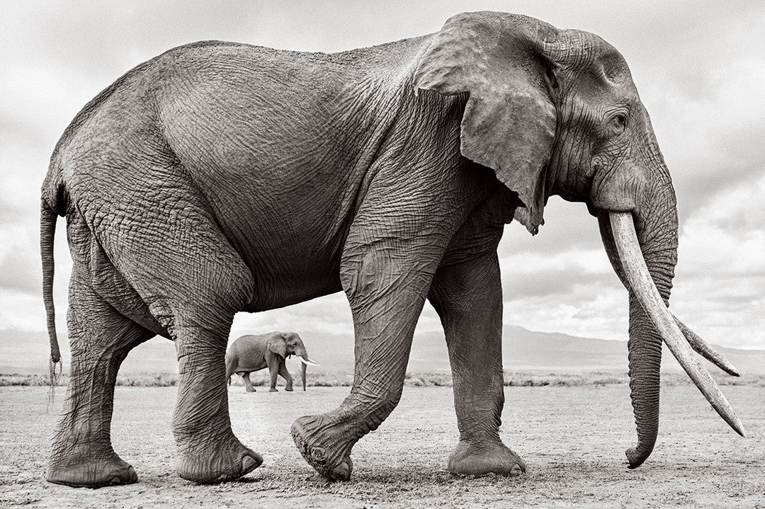 Elephant giant walking savannah