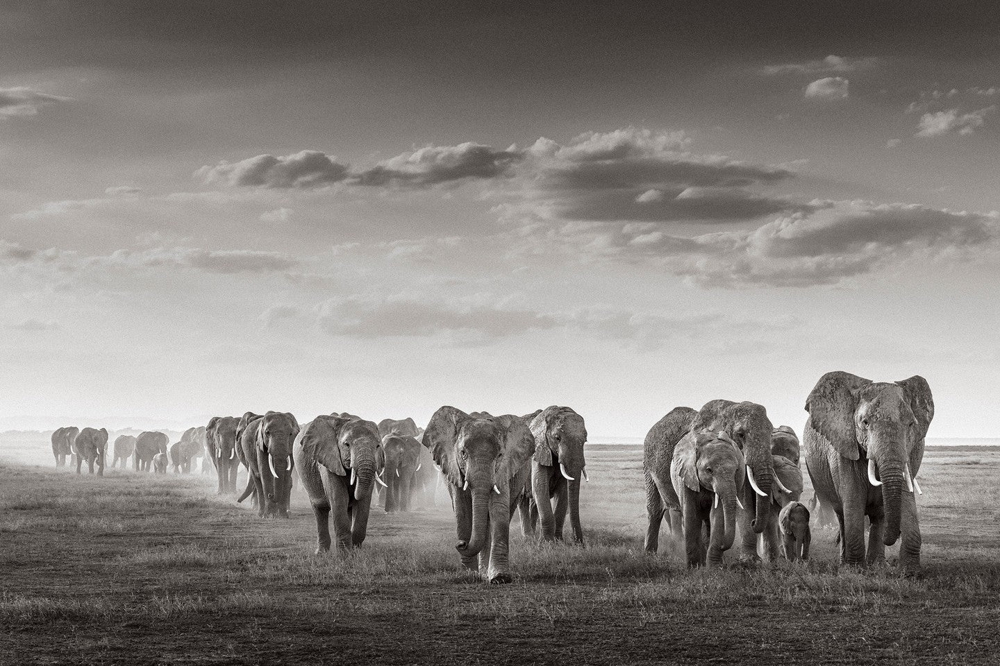 Elephant migration clouds