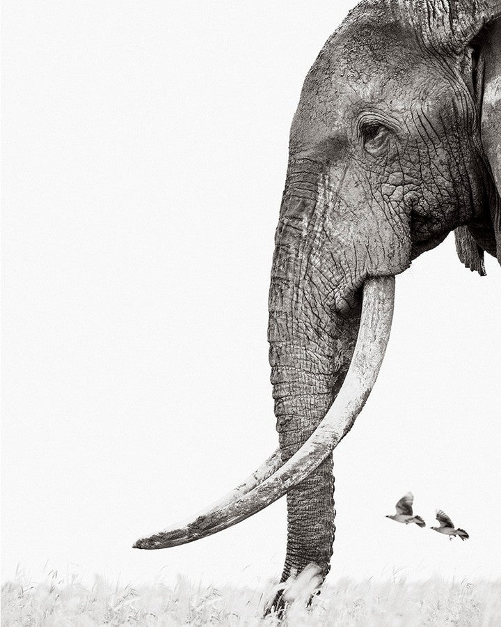 Elephant tusk birds