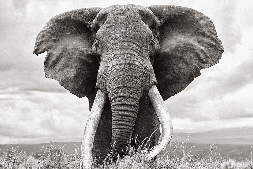Elephant tusks front facing