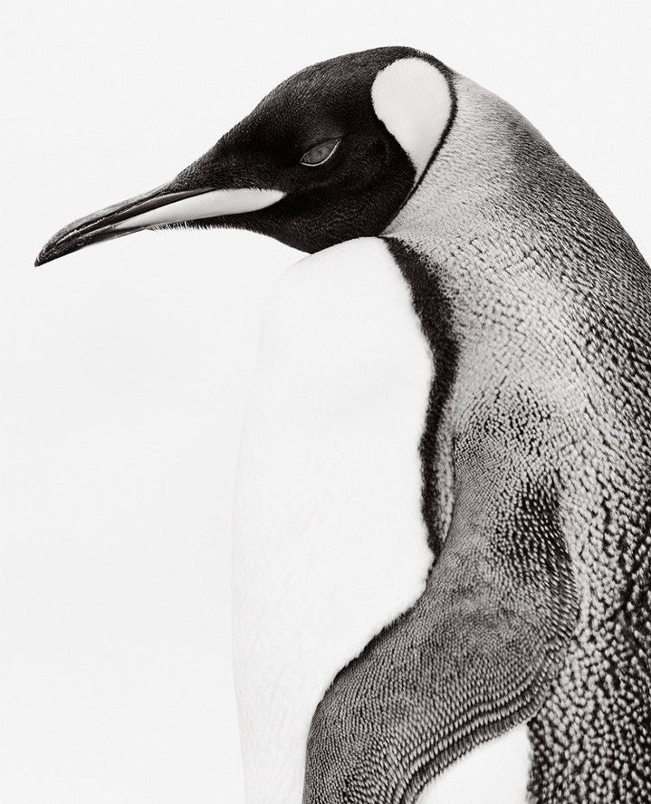 Emperor penguin portrait