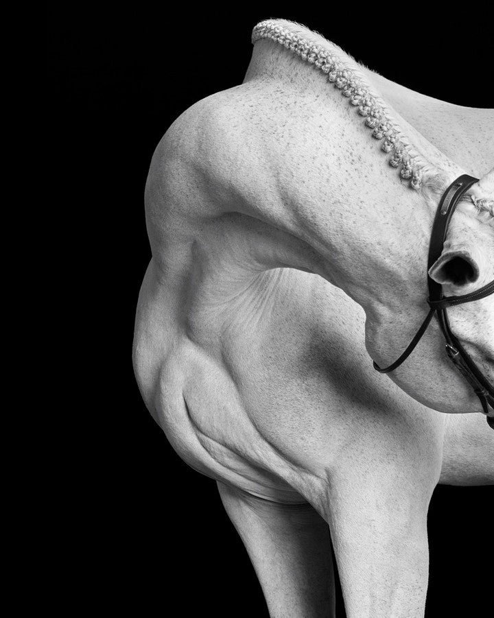 Equestrian muscles closeup