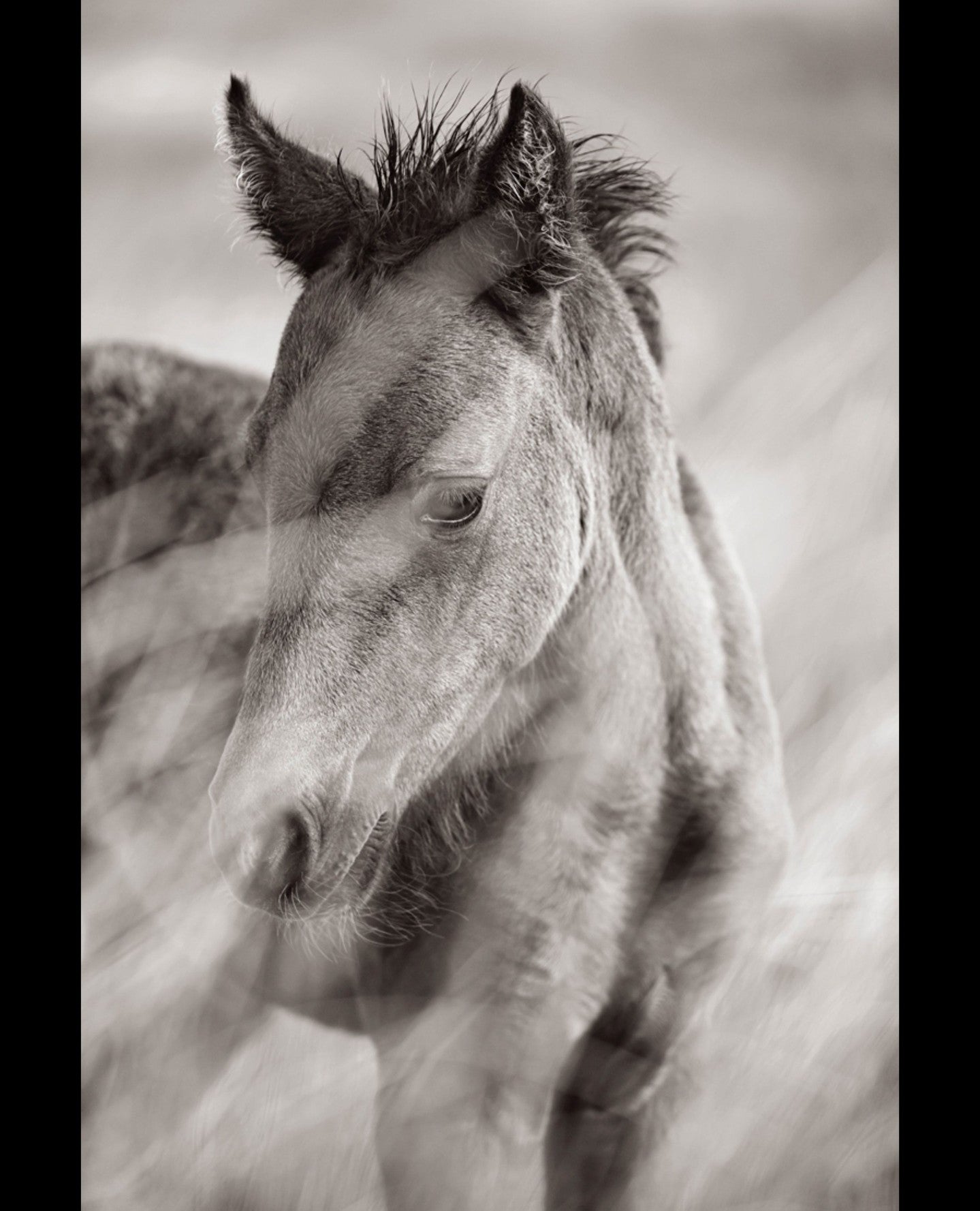 Foal grass blur