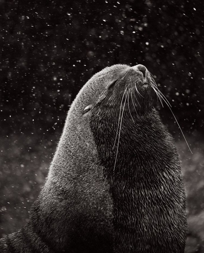 Fur seal snowfall