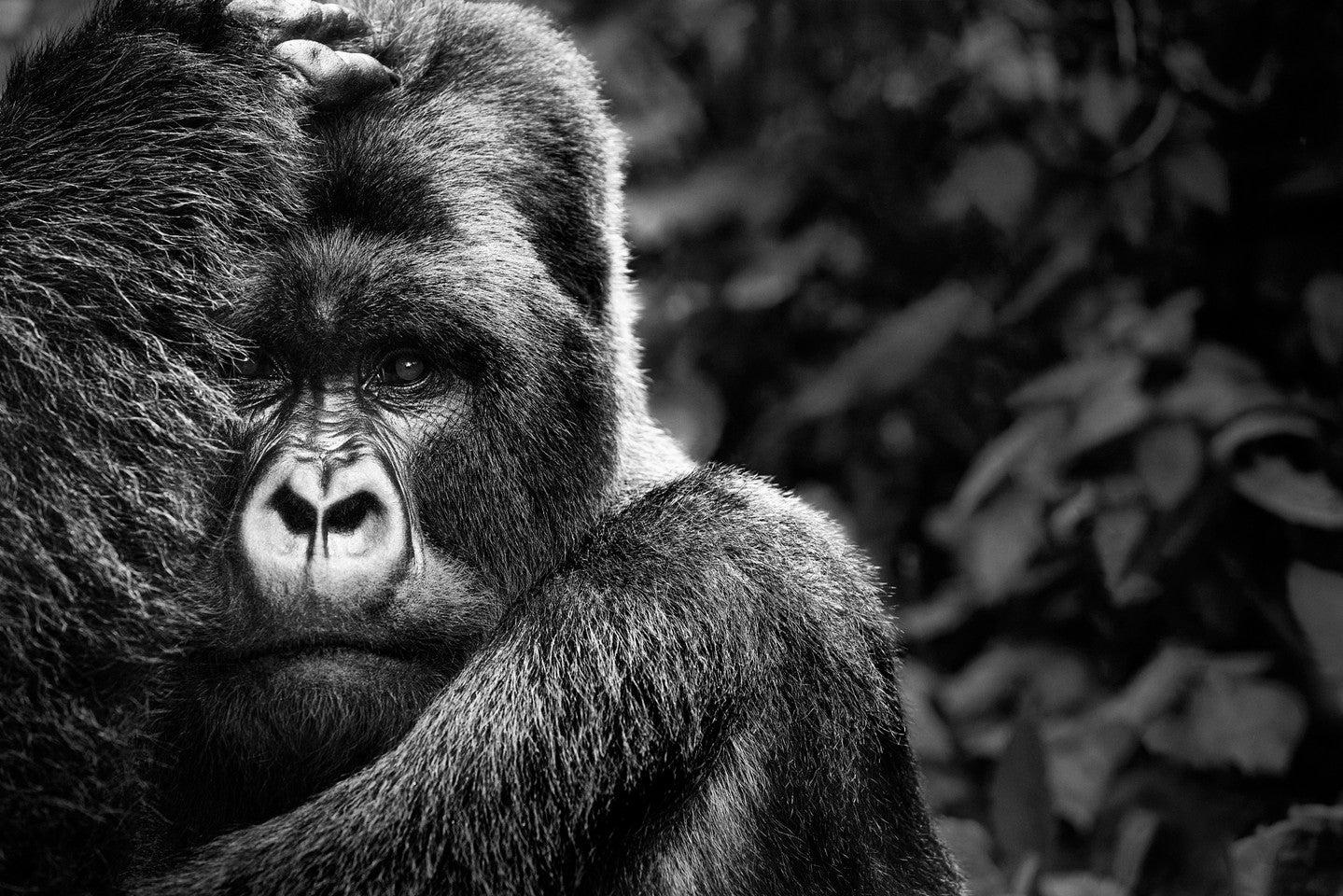 Gorilla embrace