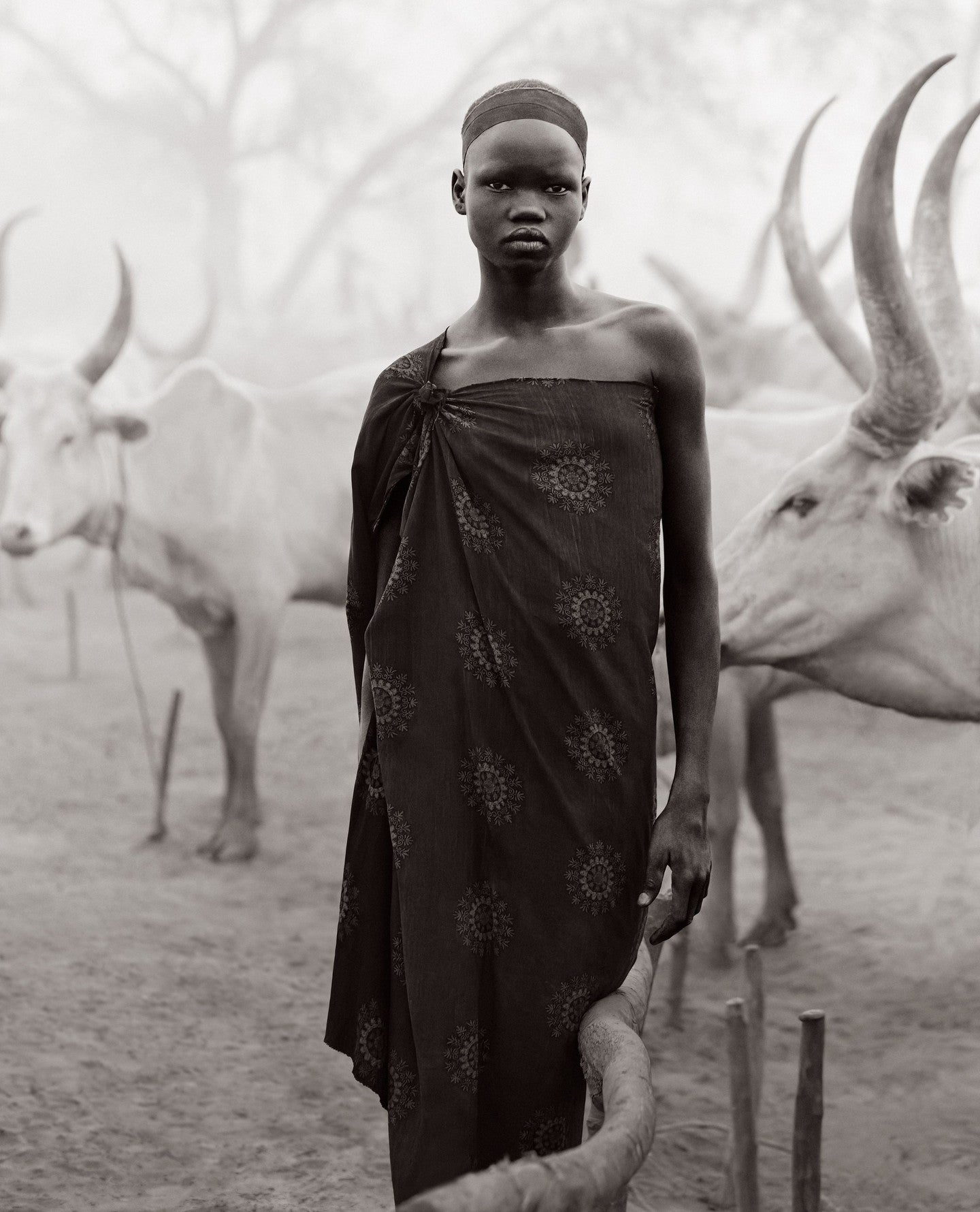 Herder among cattle fog