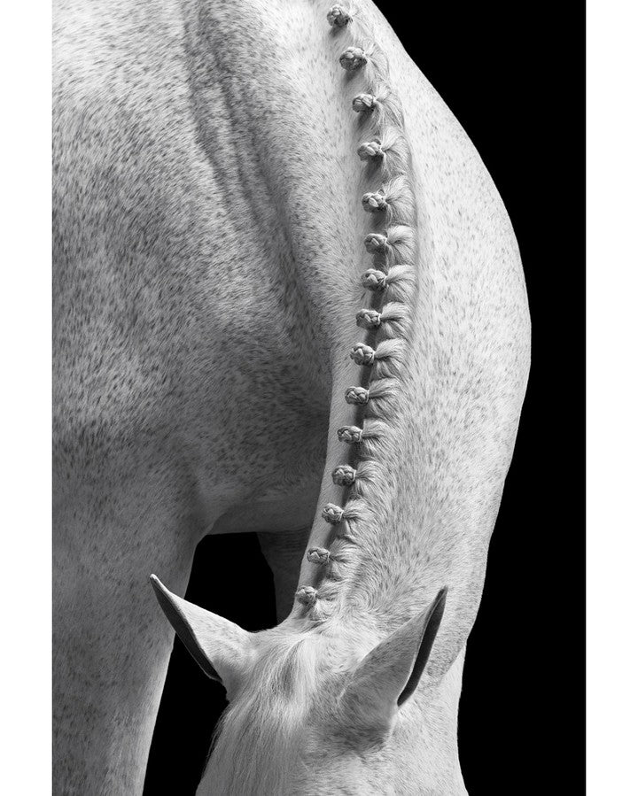 Horse braided mane study