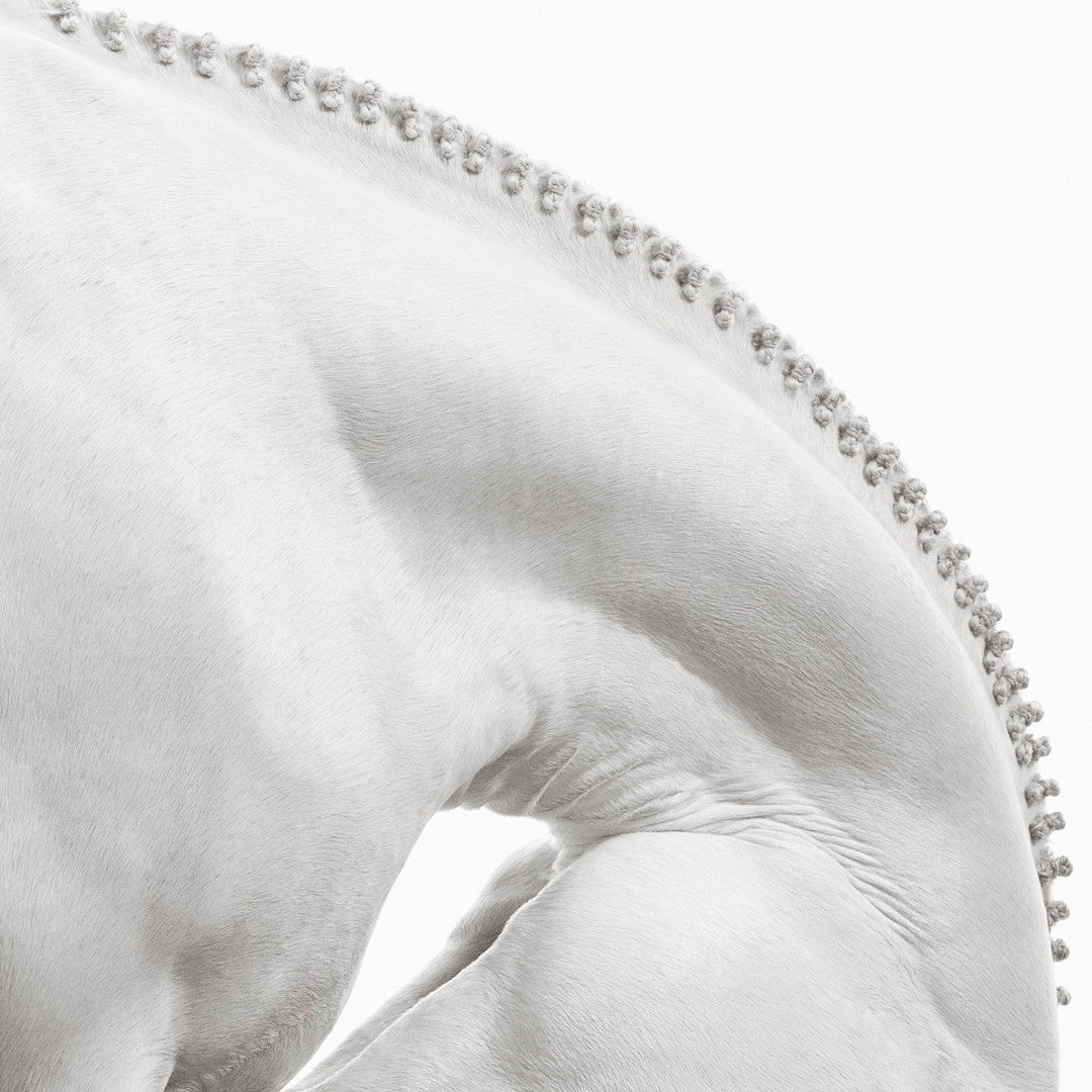 Horse braided muscle