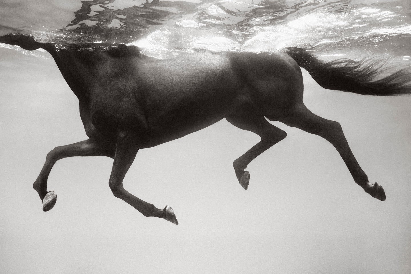 Horse swimming underwater