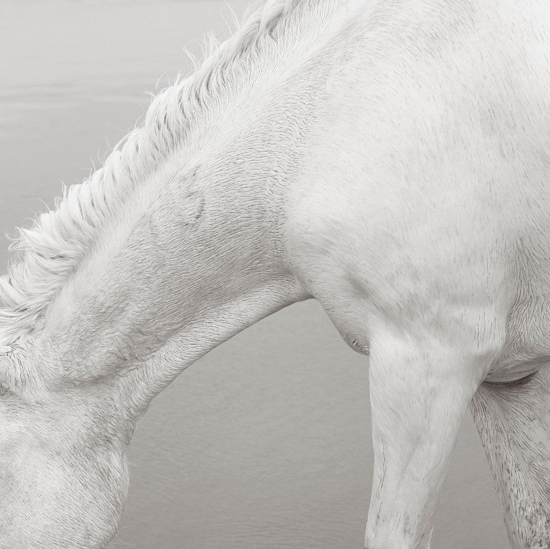 Horse texture detail