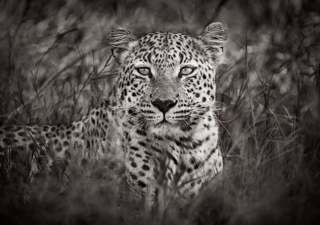 Leopard resting grass