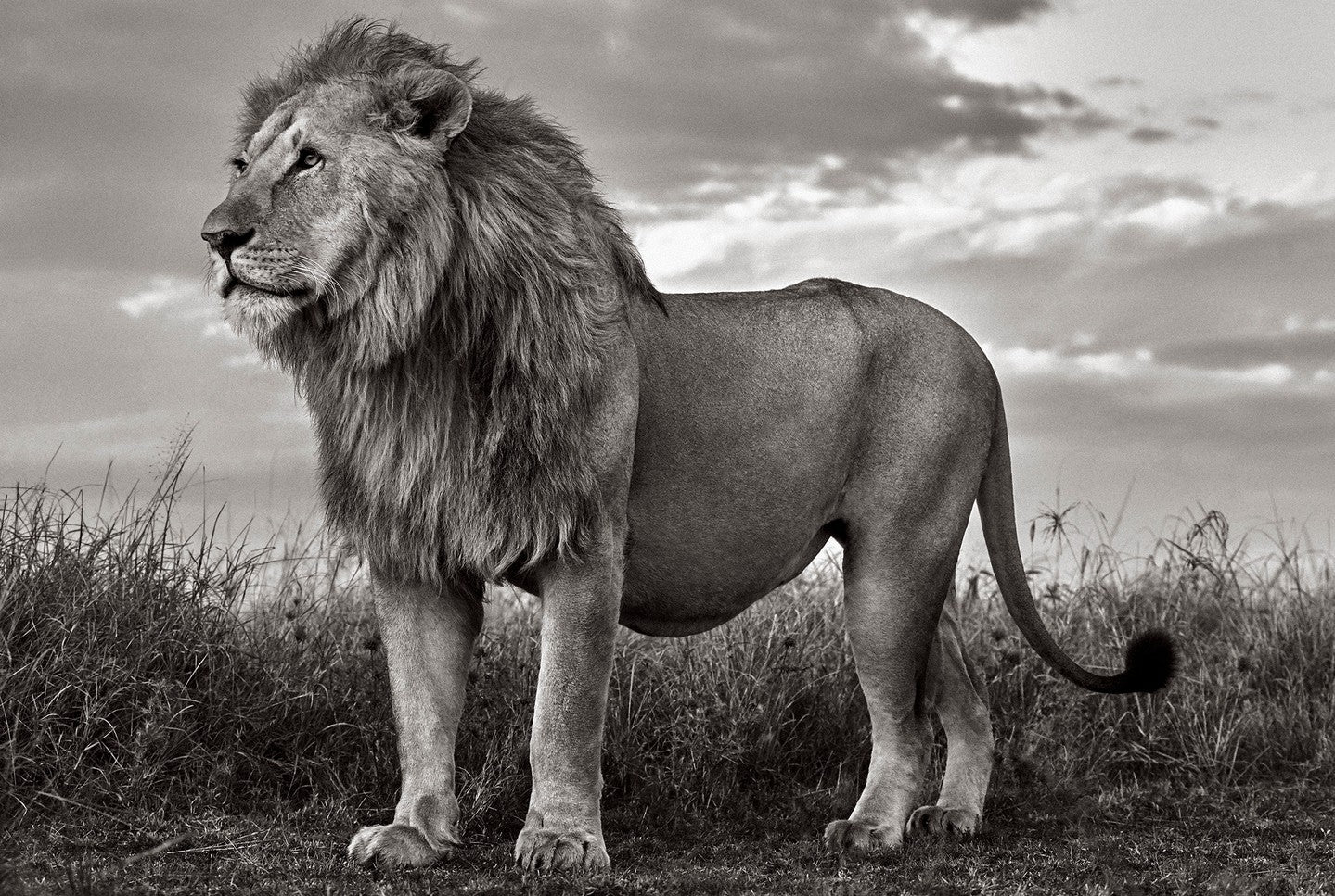 Lion regal sunset