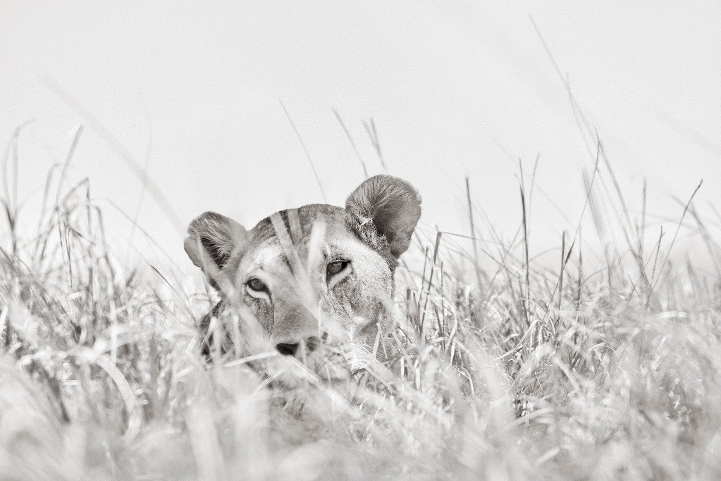 Lioness grass camouflage