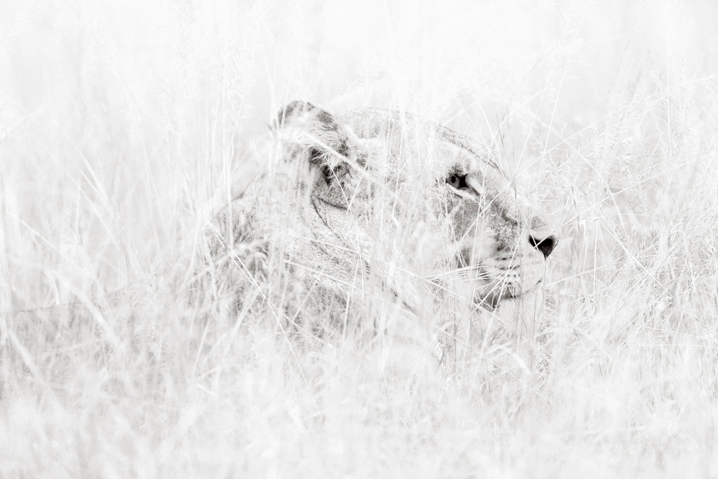 Lioness highkey grass