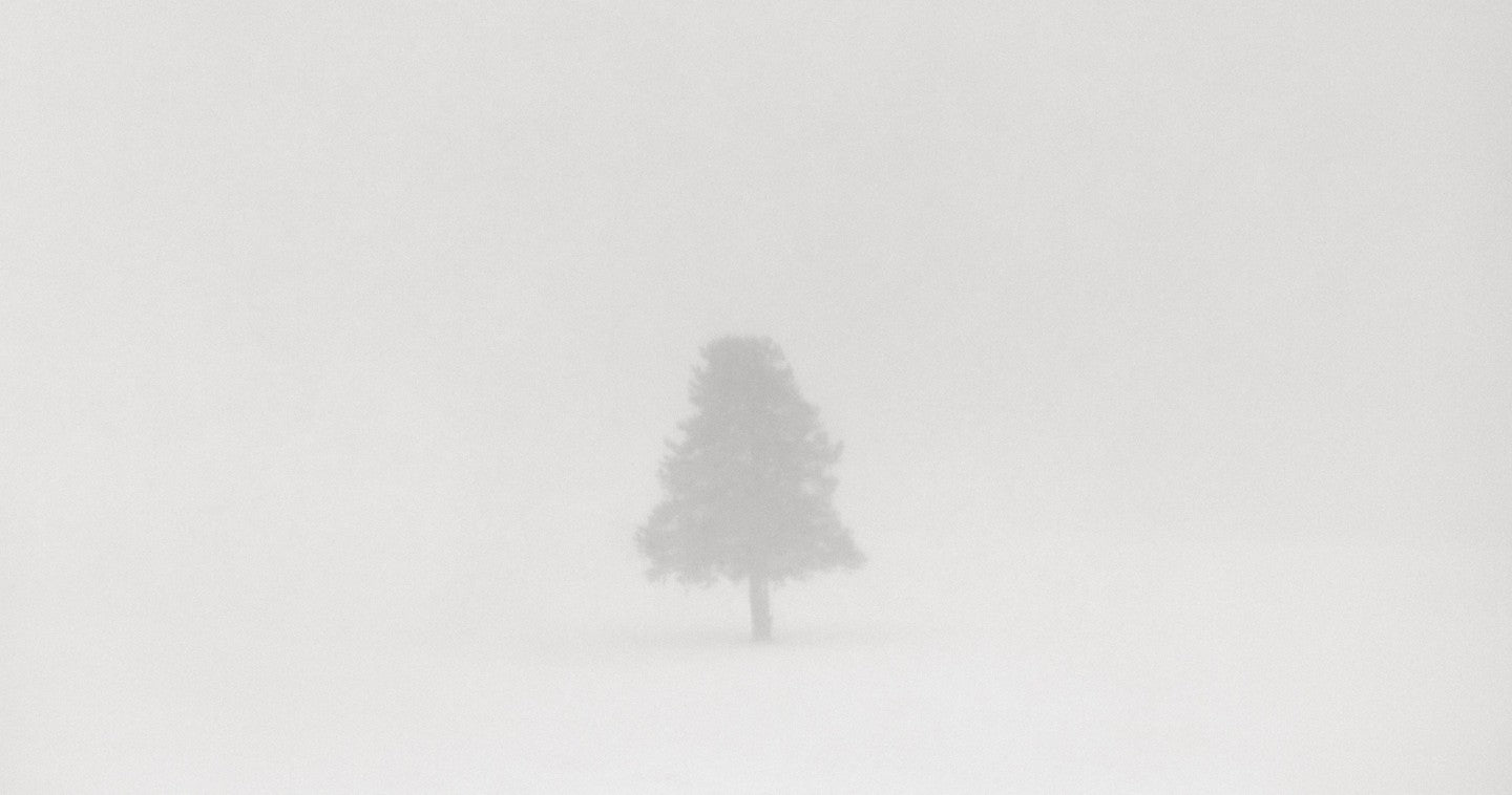 Lone tree winter mist
