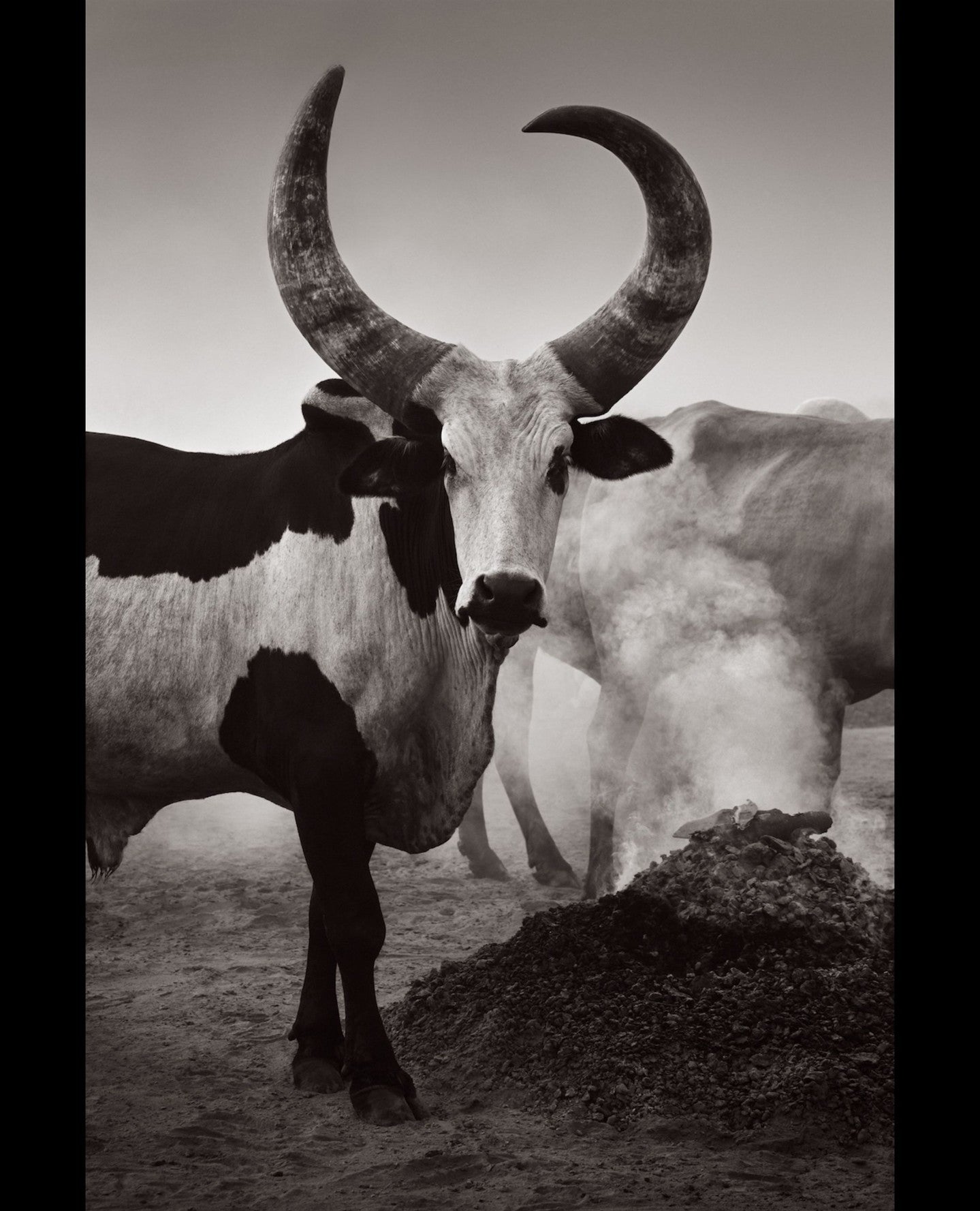 Longhorn cow morning smoke