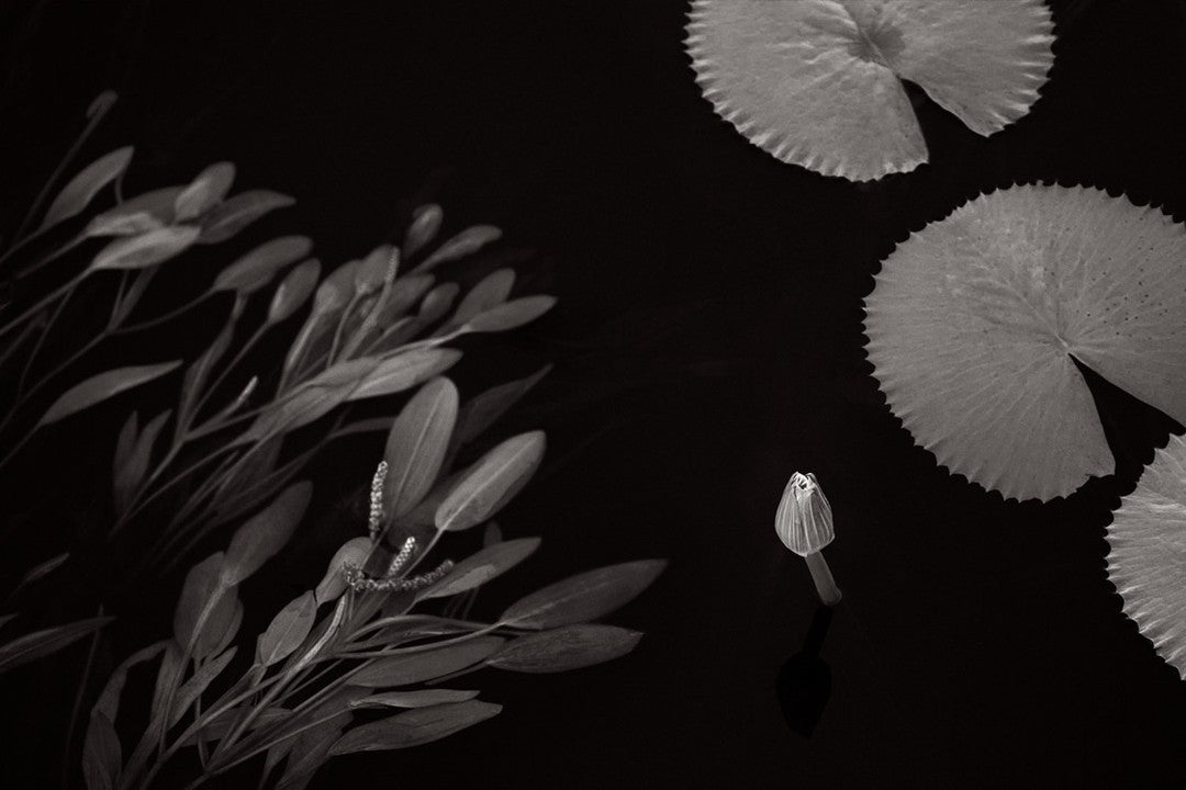 Lotus lily water dark
