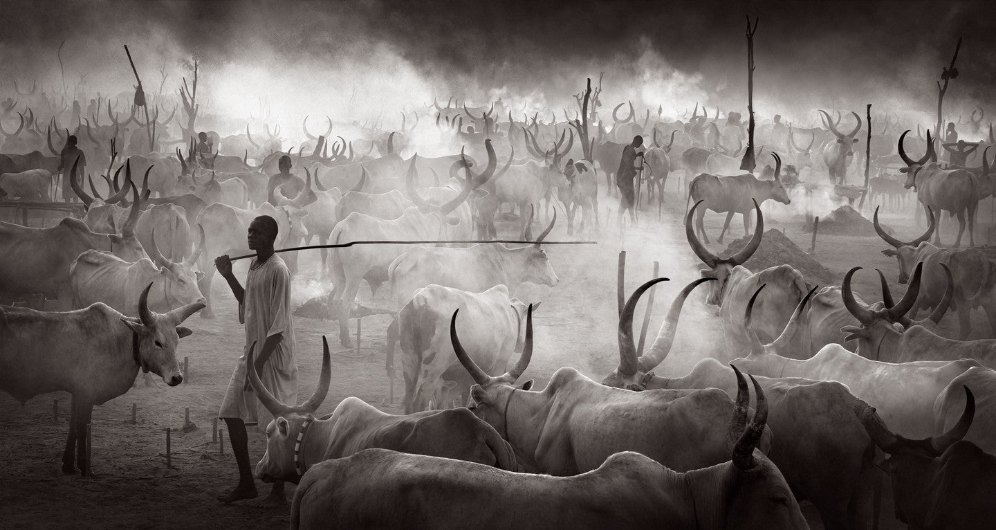 Misty cattle camp