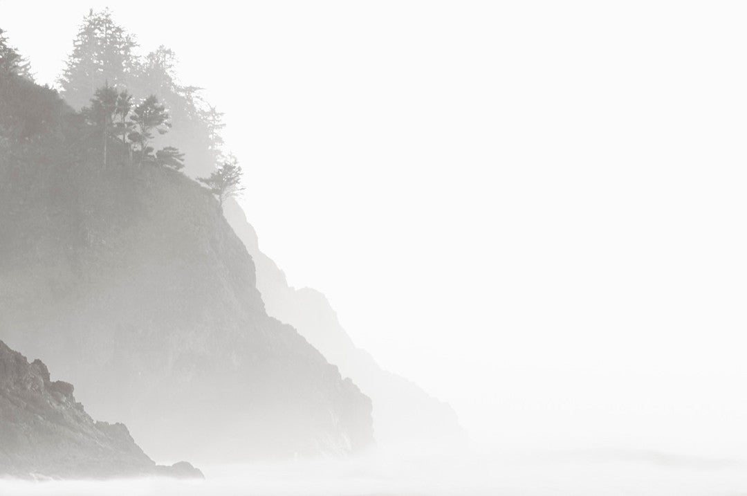 Misty coastal cliff trees