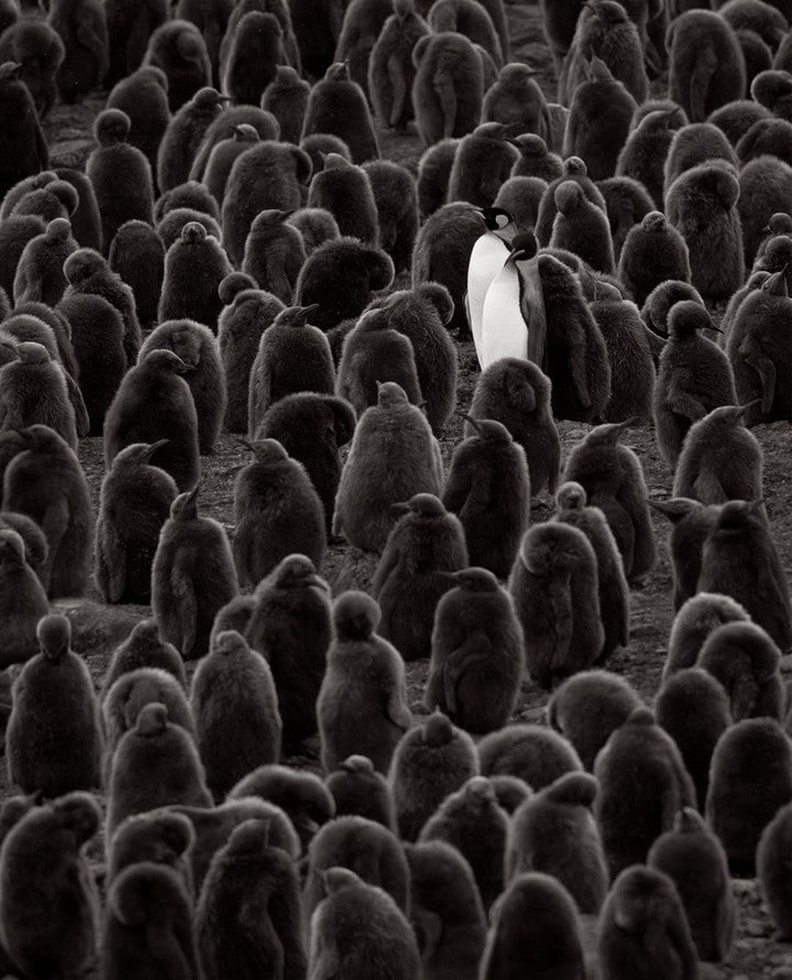 Penguin chick colony
