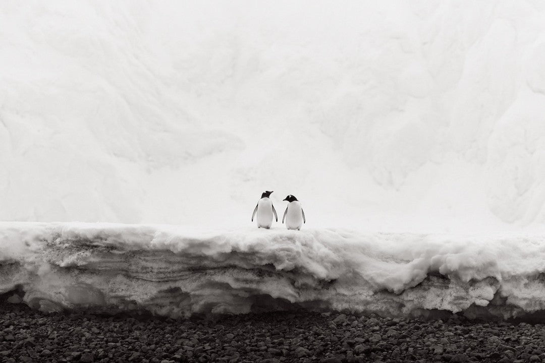 Penguin pair snow edge