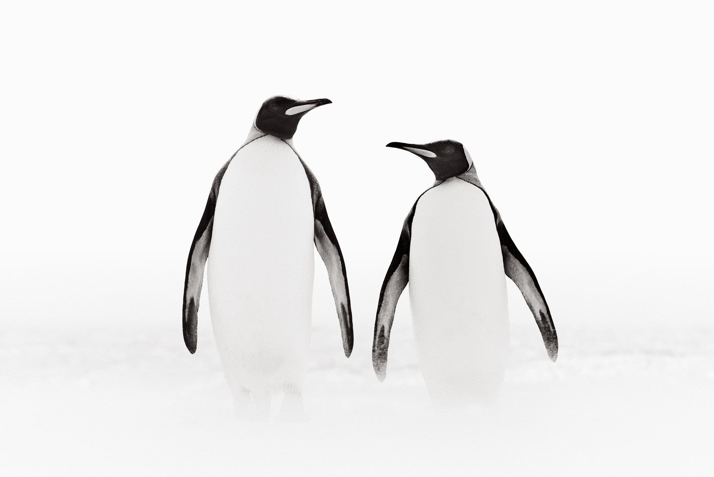 Penguin pair white snow