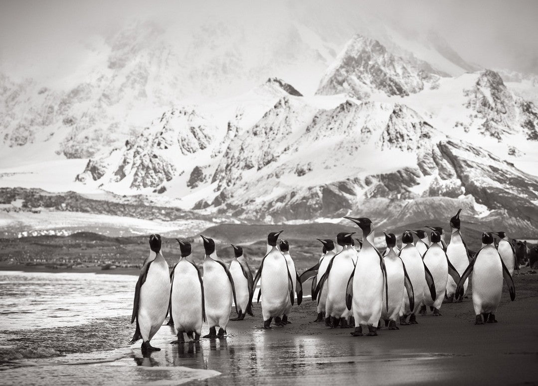 Penguin parade glacier mountains