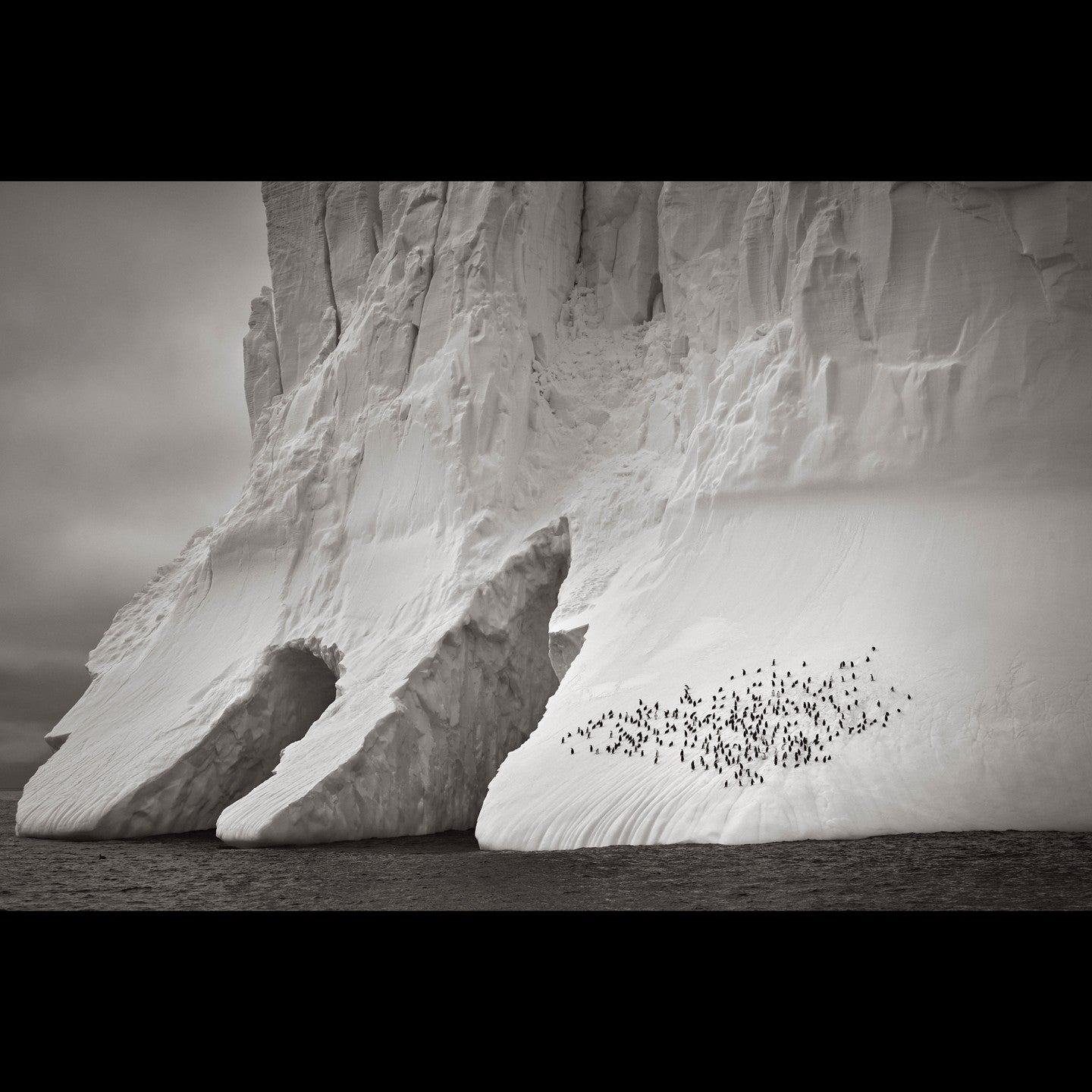 Penguins iceberg cliff