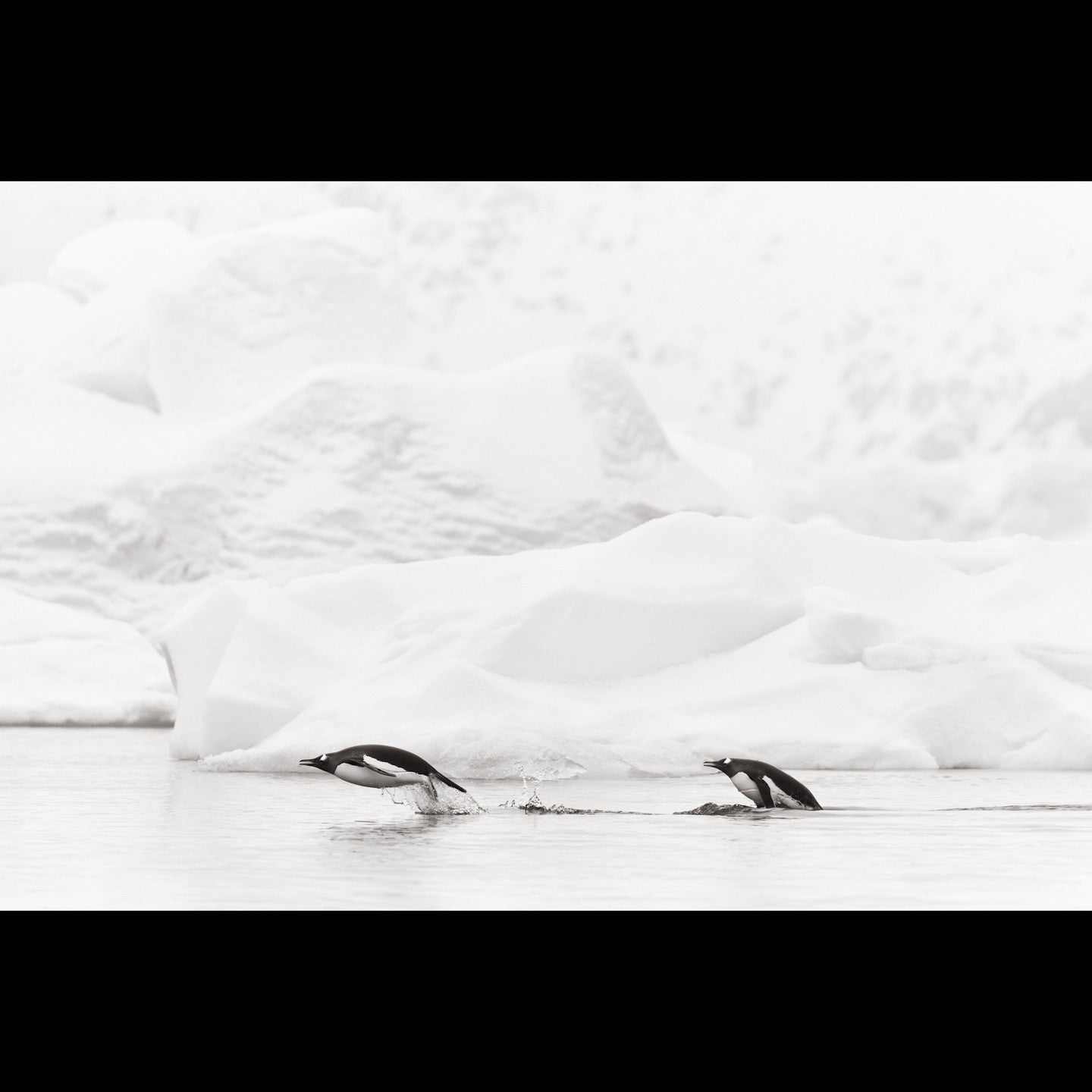 Penguins leap ice