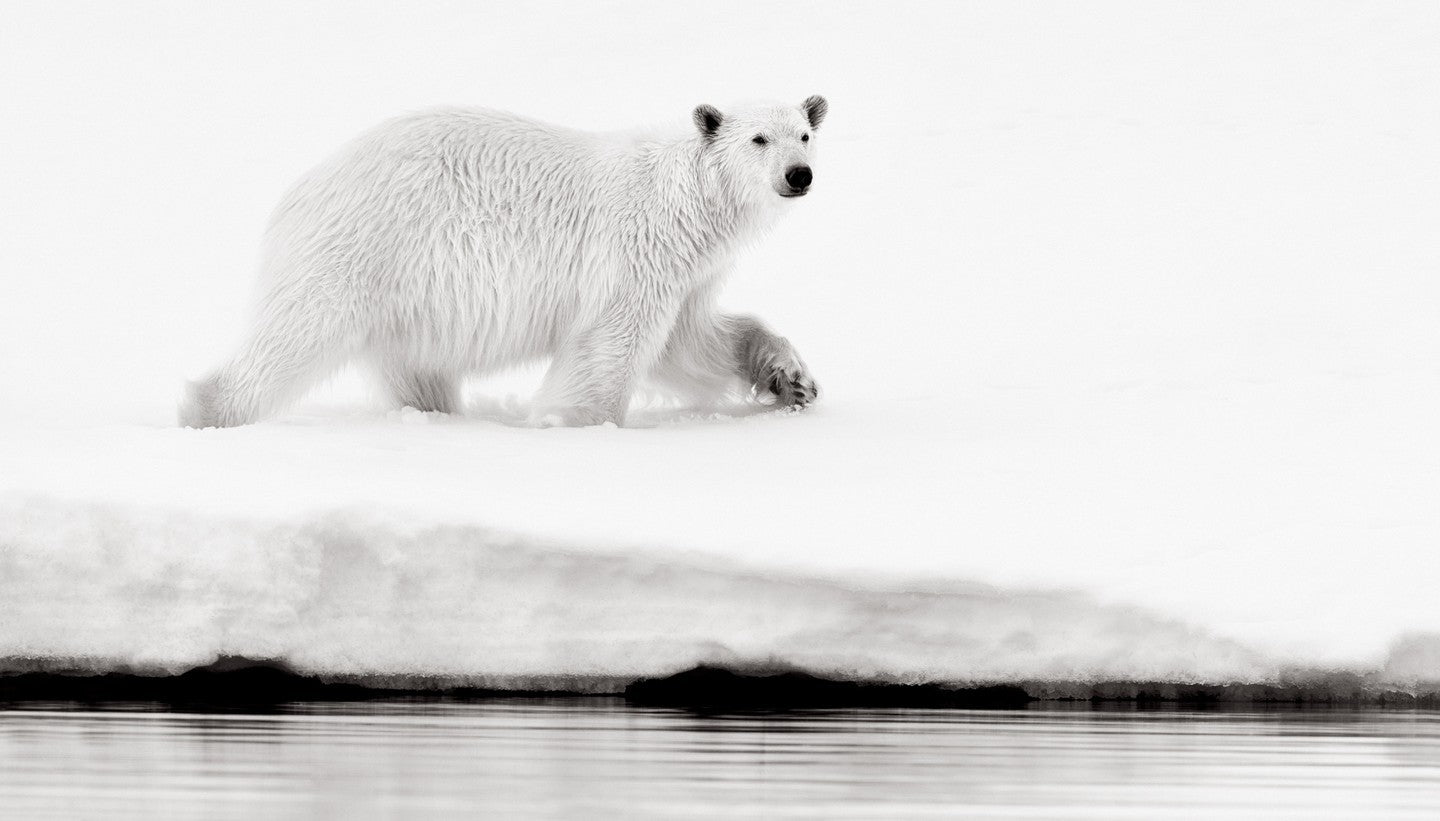 Polar bear arctic ice