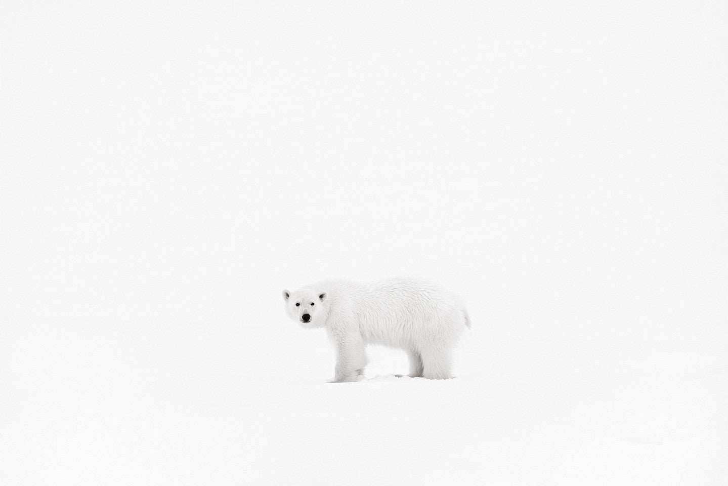 Polar bear cub in snow