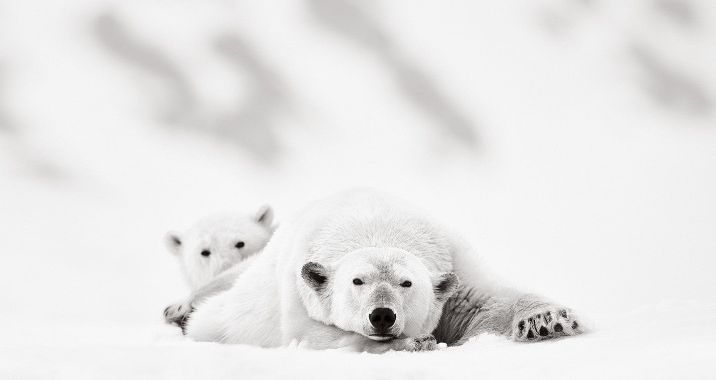 Polar bear mother cub