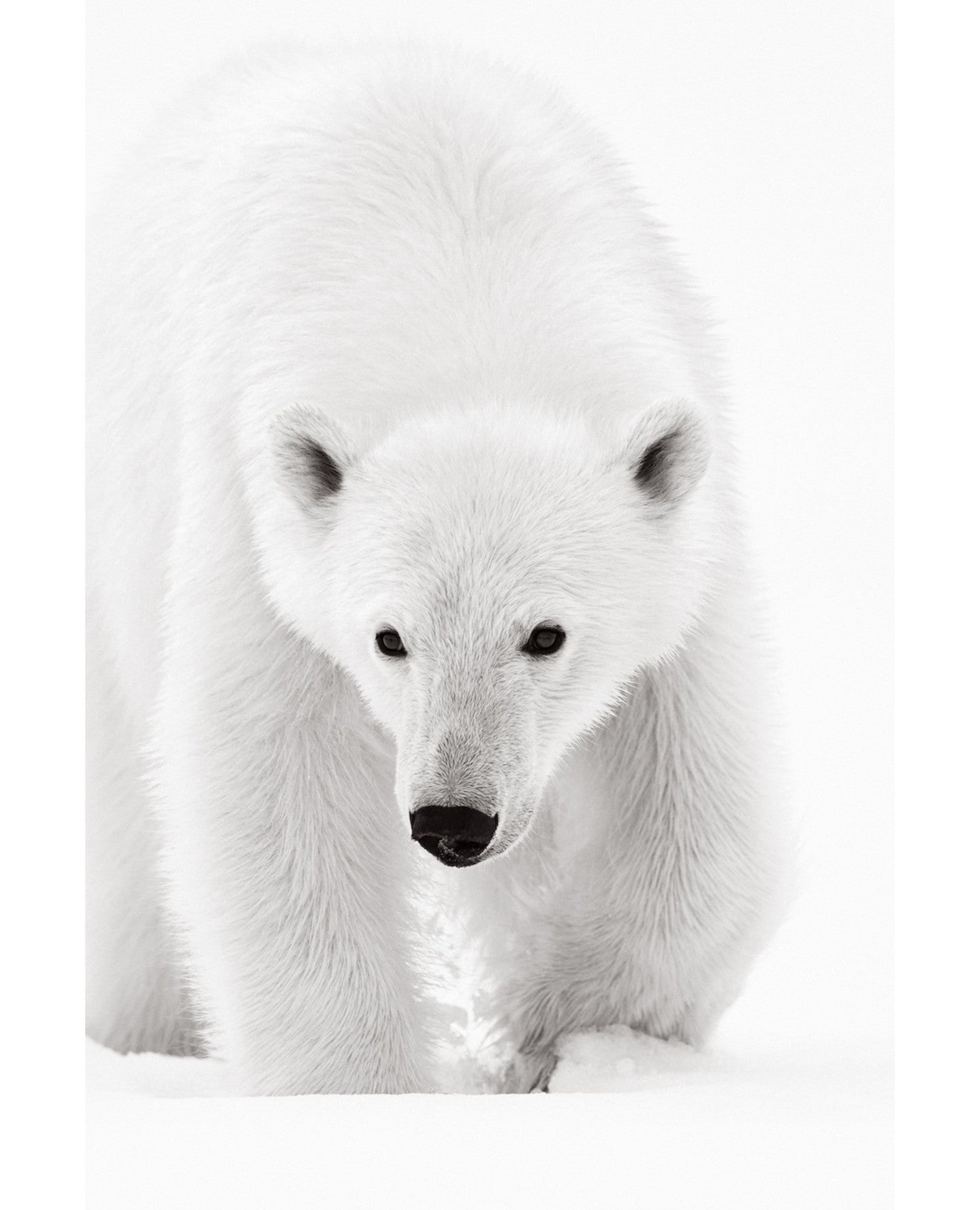 Polar bear stalking snow