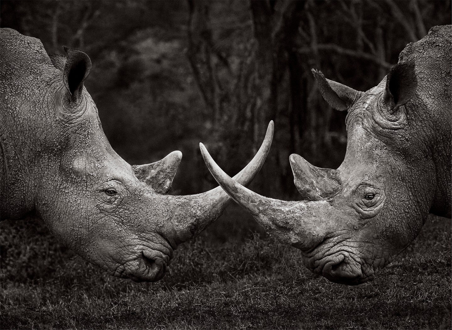 Rhinos horns confrontation