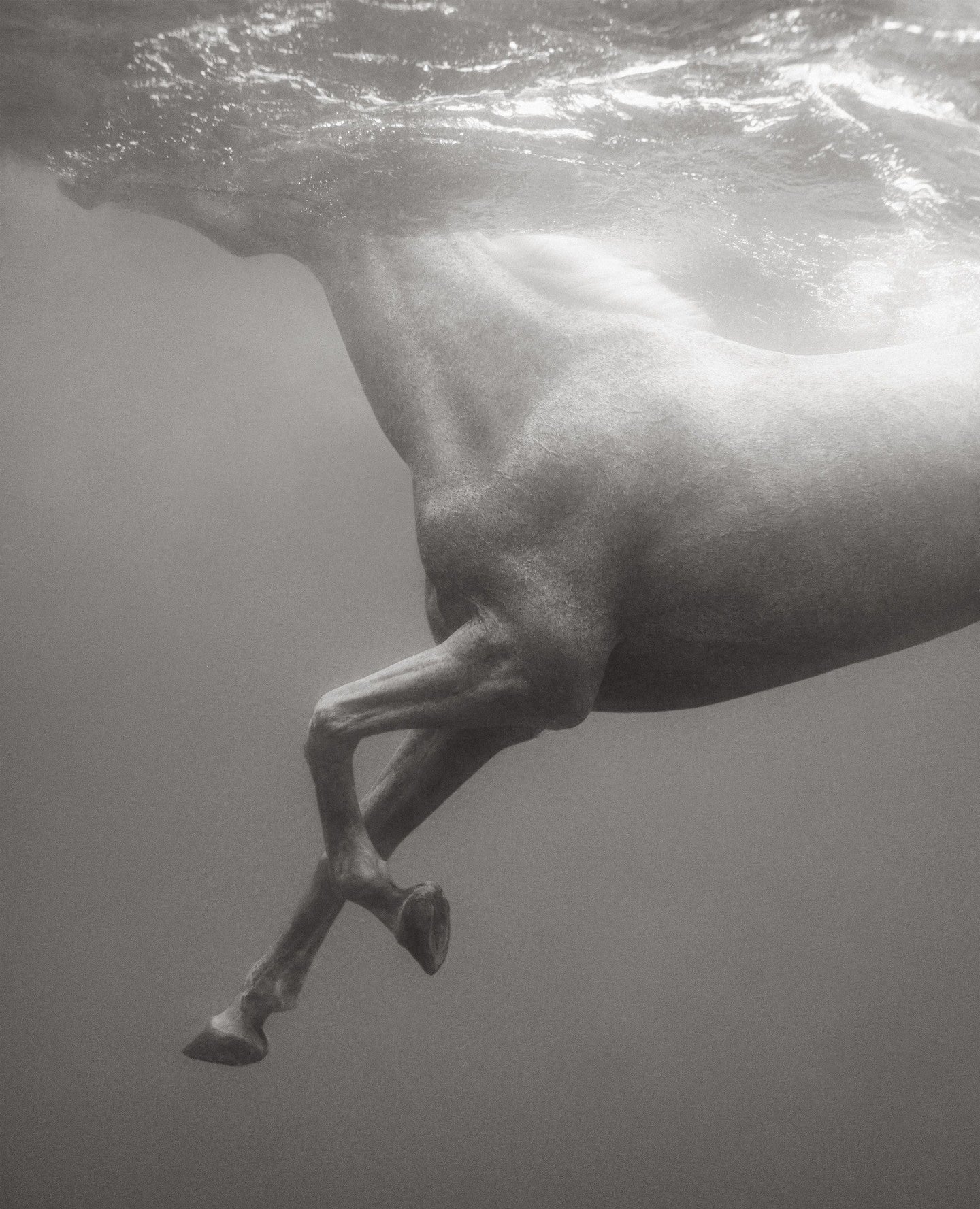 Submerged horse underwater grace