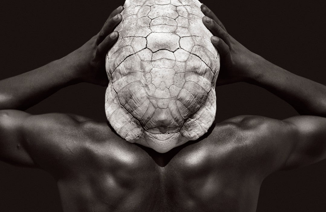 Turtle shell