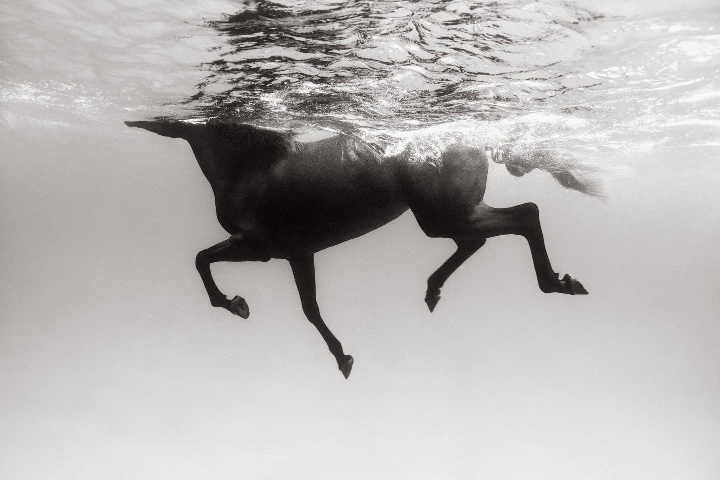 Underwater dark horse