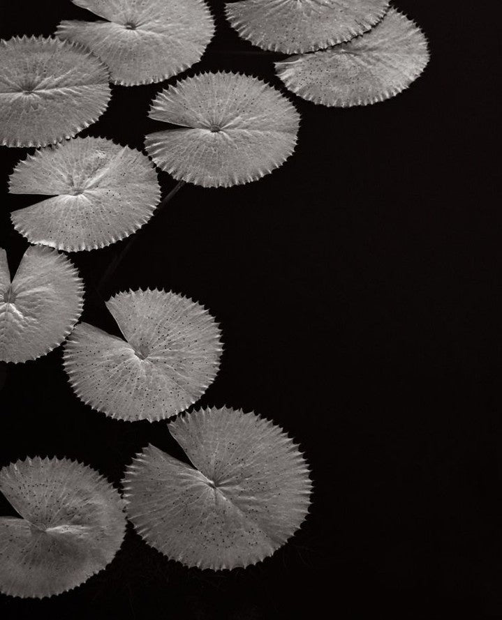 Water lily circle pattern
