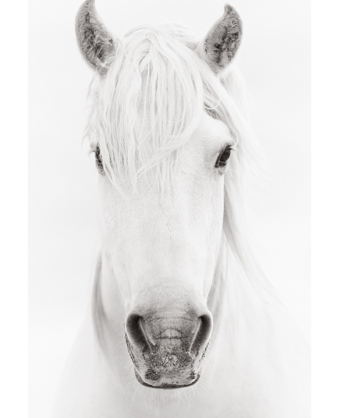 White horse highkey portrait