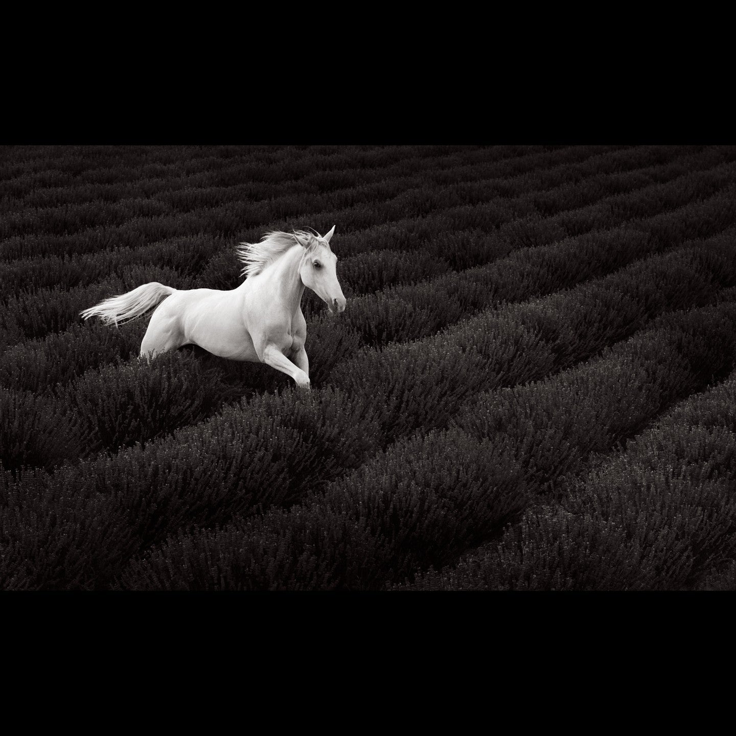 White horse lavender field
