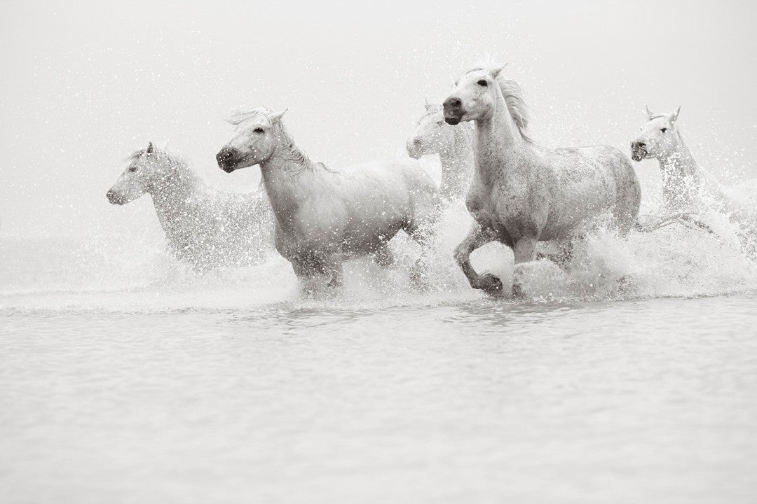 White horses gallop water