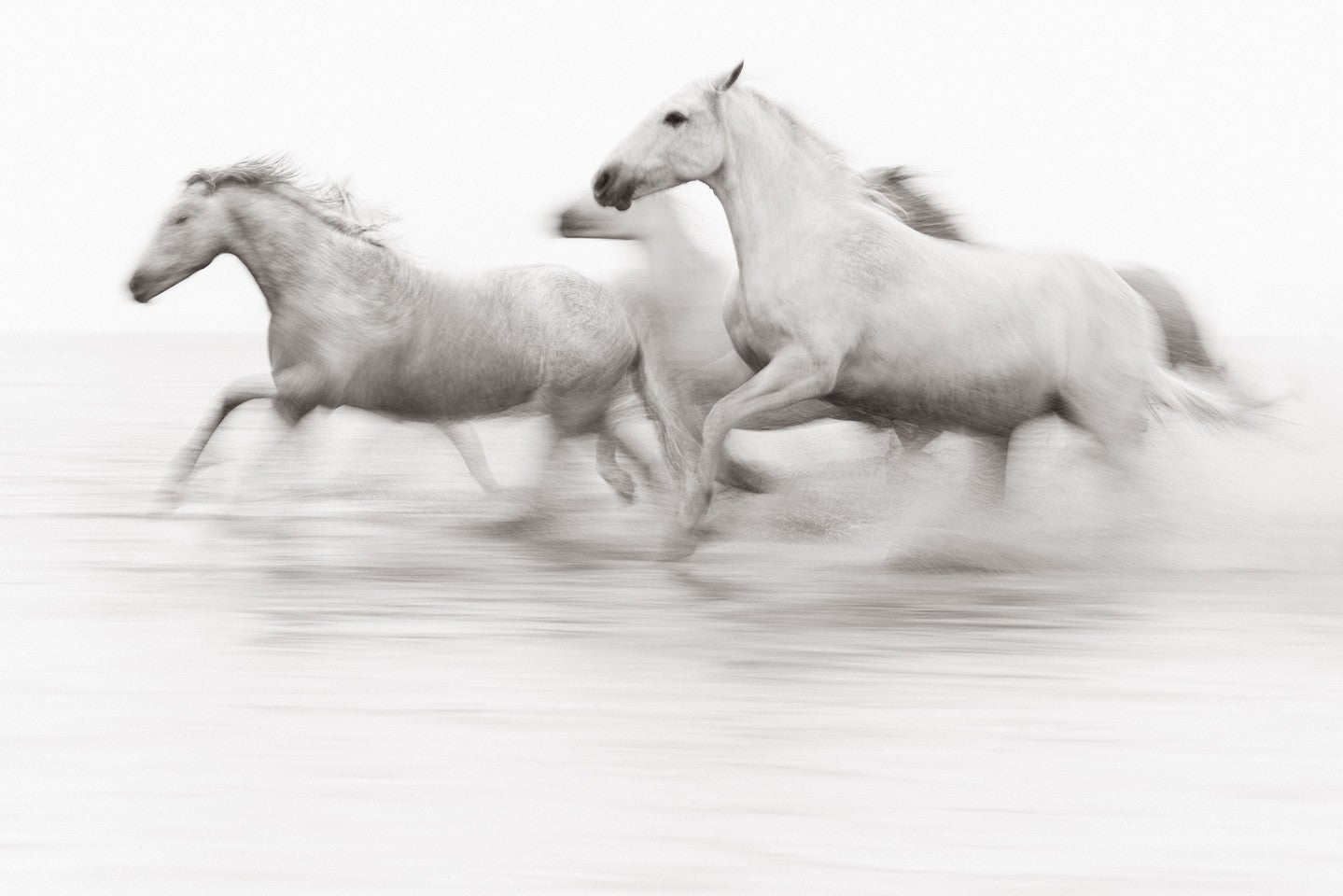 White horses motion blur