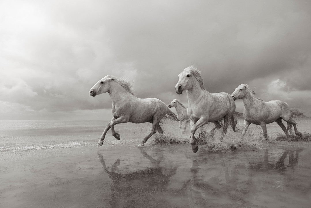 White horses running water