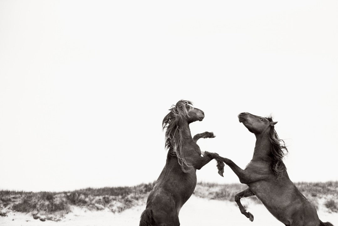 Wild horses fighting