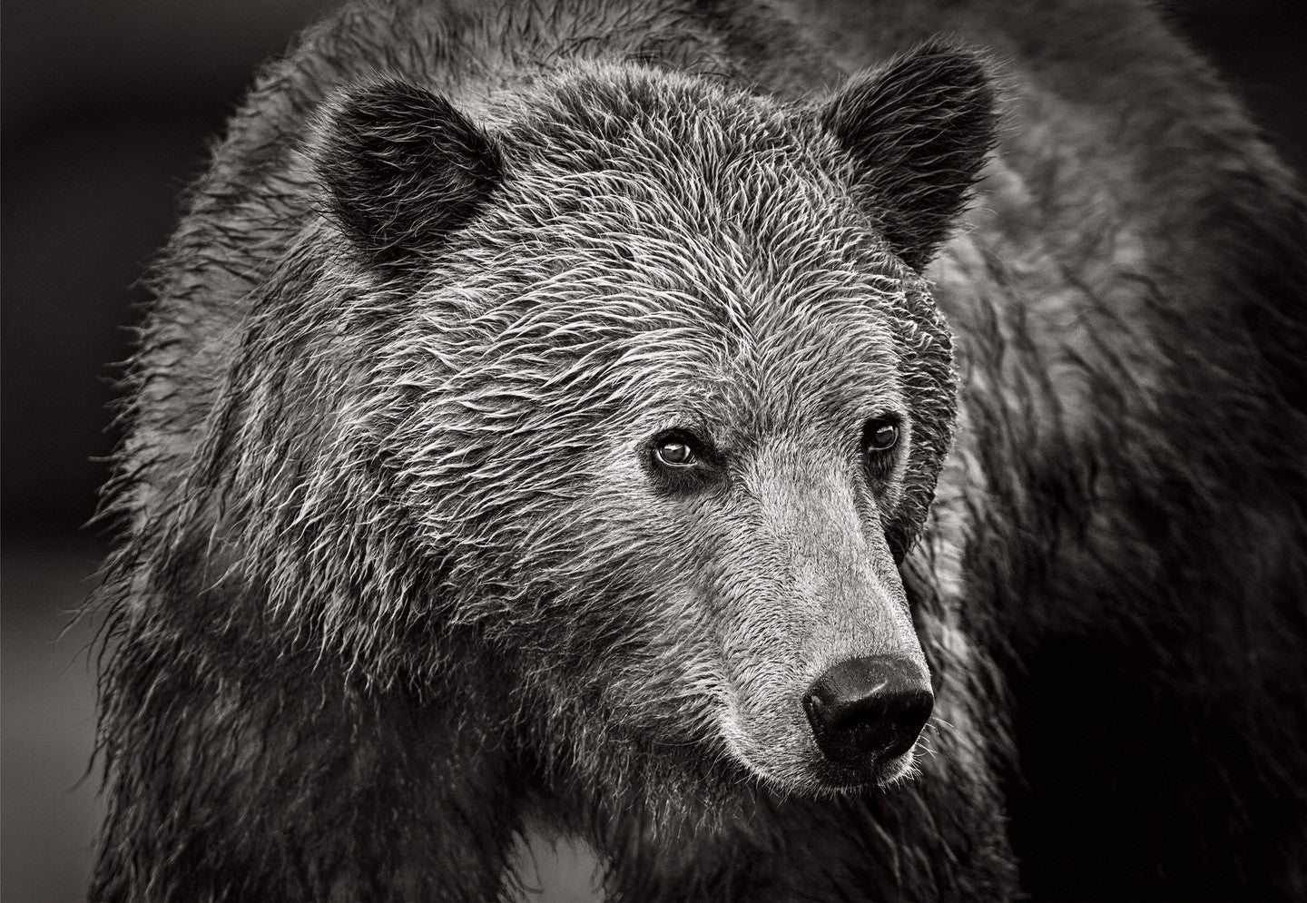 Bear closeup fur texture