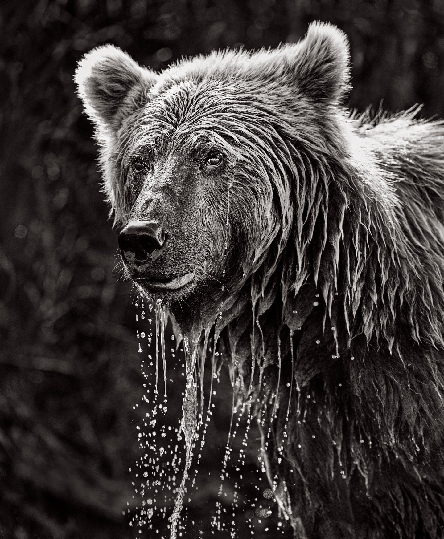 Bear drenched shaggy fur